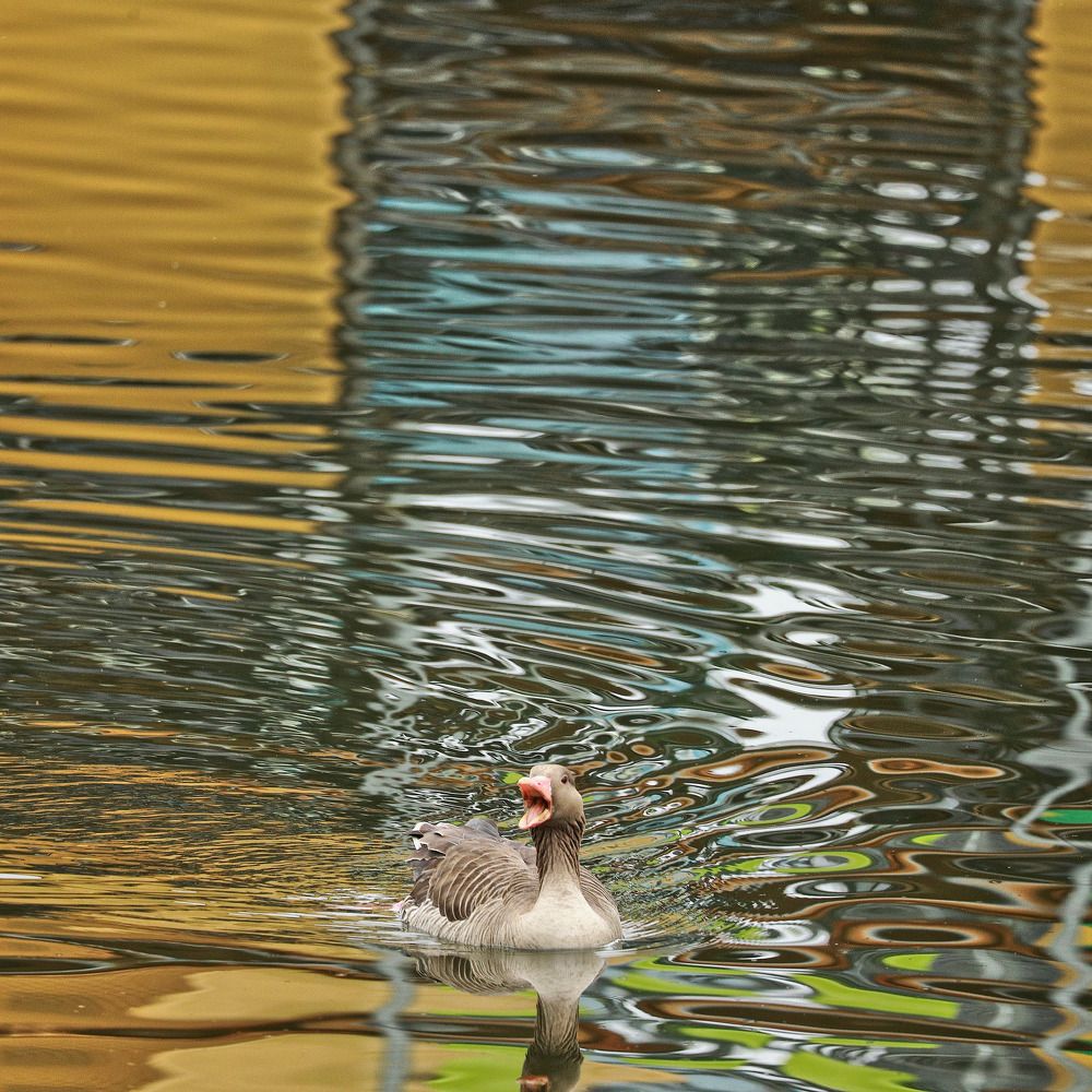 Фотография автора Slawa Rodionow