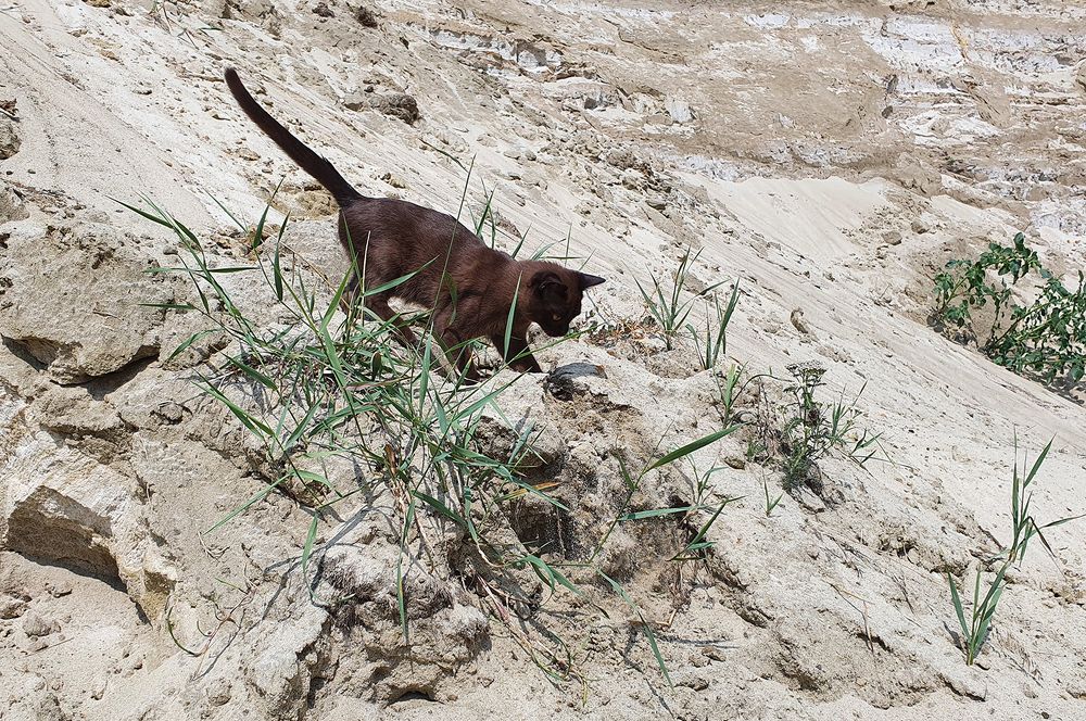 Фотография автора Надежда Лисицына
