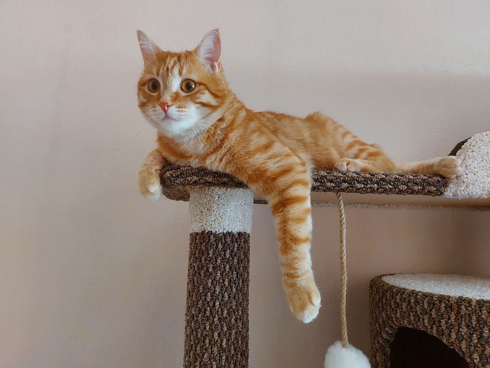 Удивленный рыжик