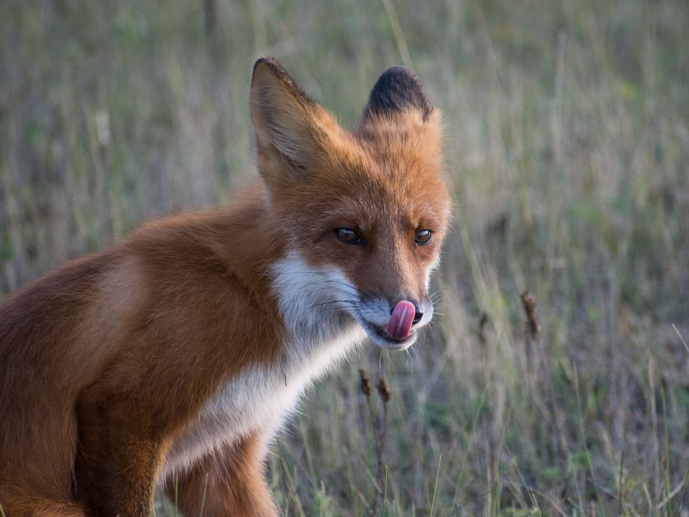 Лисица из Якутии