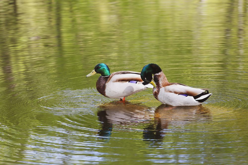 Photograph by Толмачёва Ирина