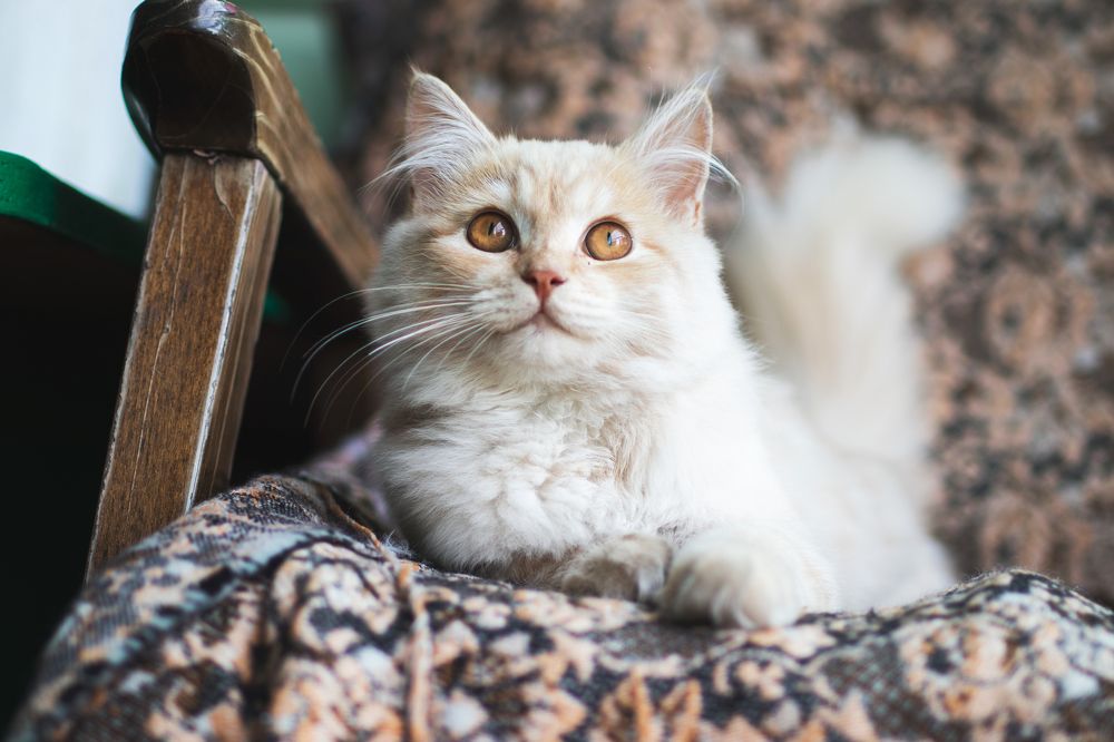 Фотография автора Данила Николюкин