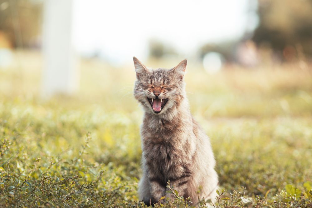 Фотография автора Данила Николюкин