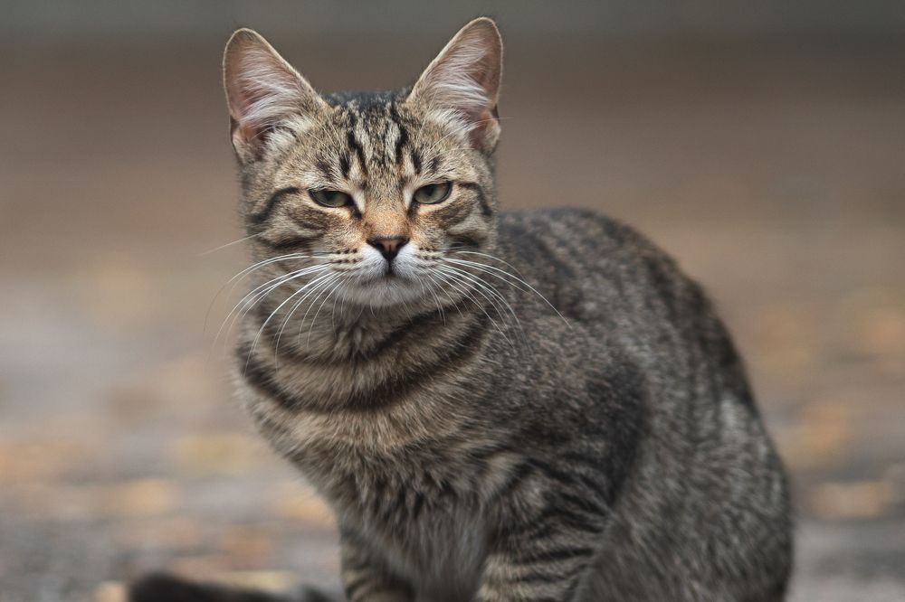 Фотография автора Данила Николюкин