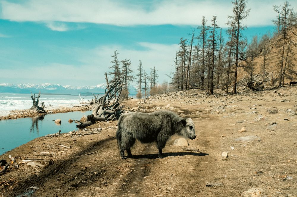 Photograph by Юлия Тельпова