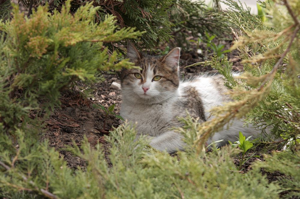 полуденный отдых