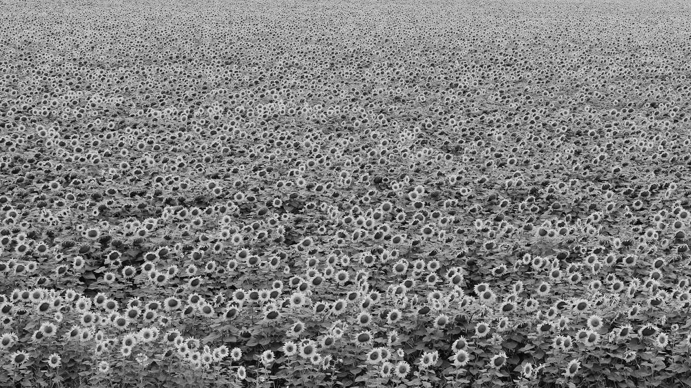 Photograph by Елена Лисина