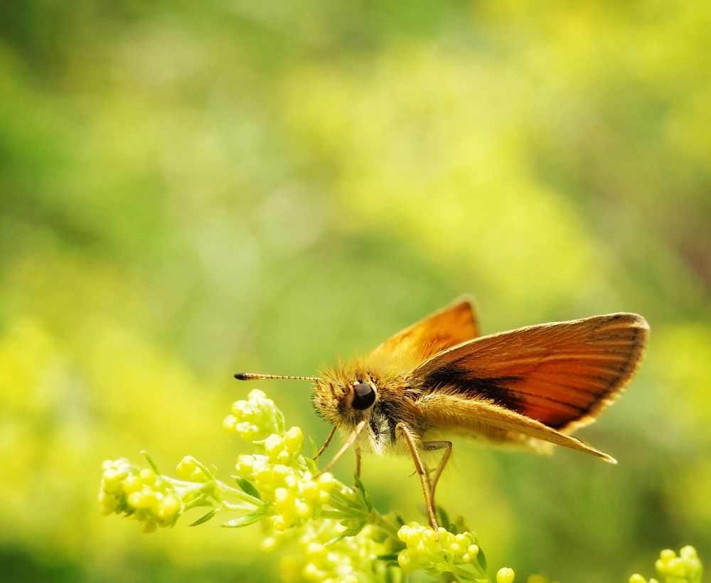 Photograph by Алла