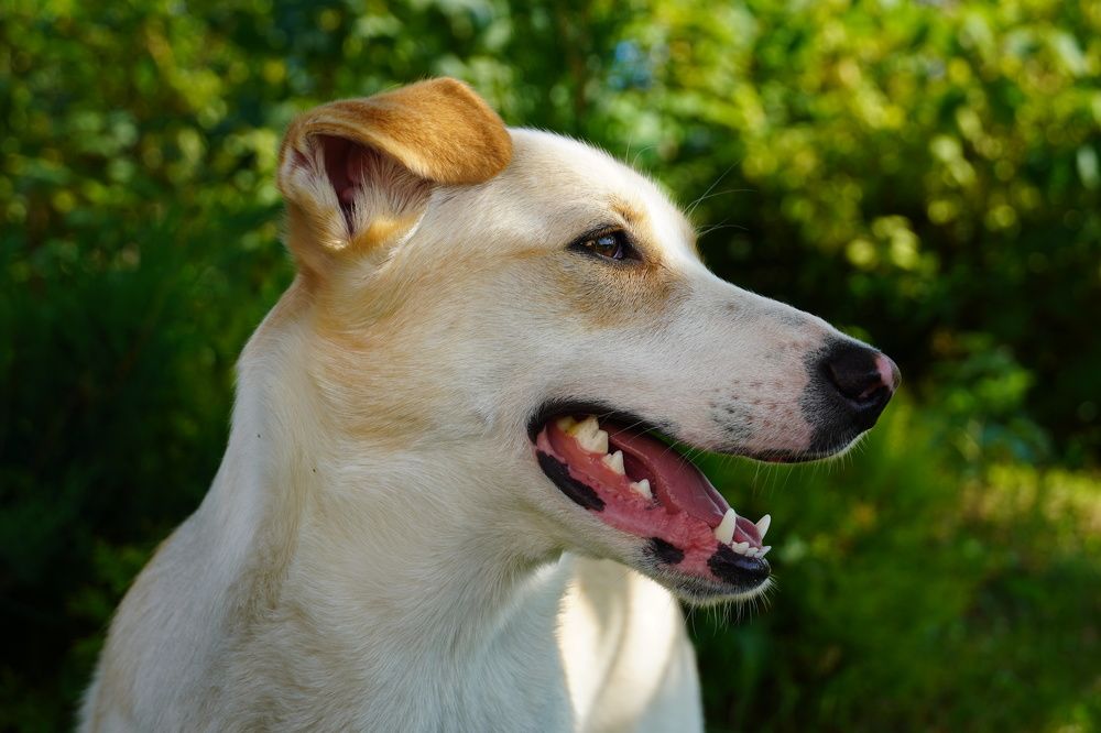 Photograph by Ольга Ларизадех