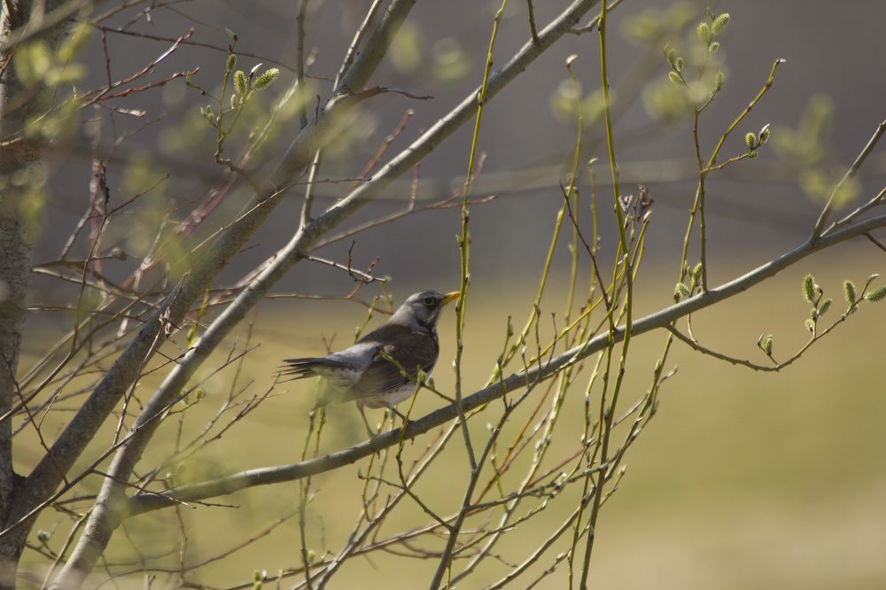 Фотография автора Александр Собокарь