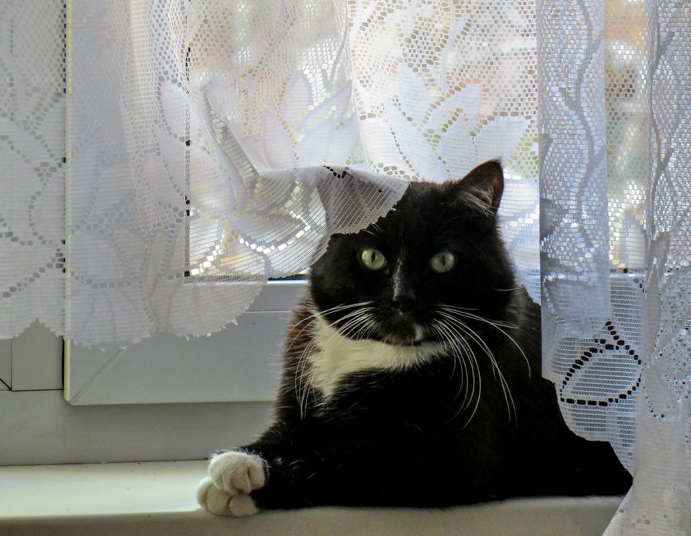 Black cat on the windowsill