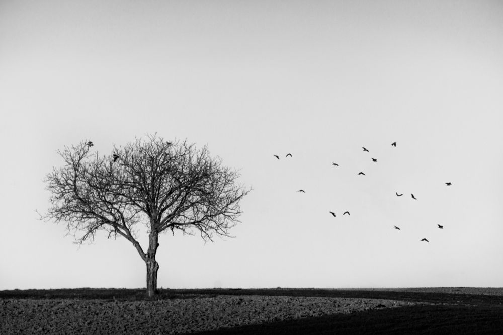 Wind in the Branches
