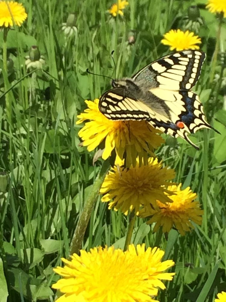 Photograph by Антонина