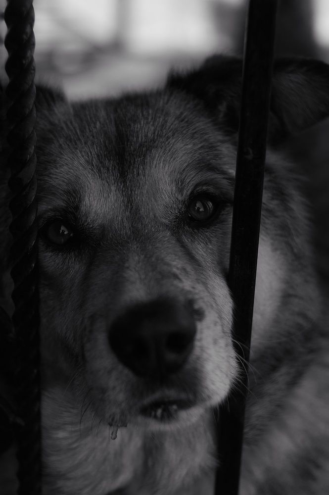 Photograph by Наталья Шленкина