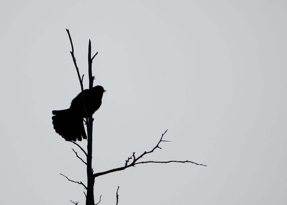 Red Winged Blackbird