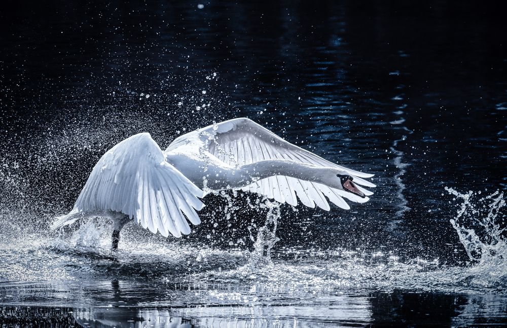 Photograph by Constantin Lazar