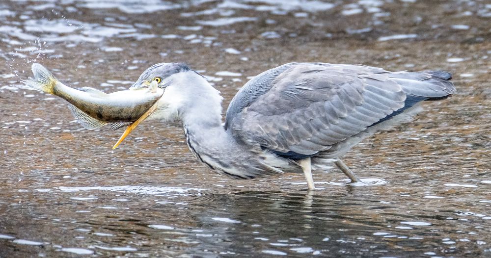 Photograph by Constantin Lazar