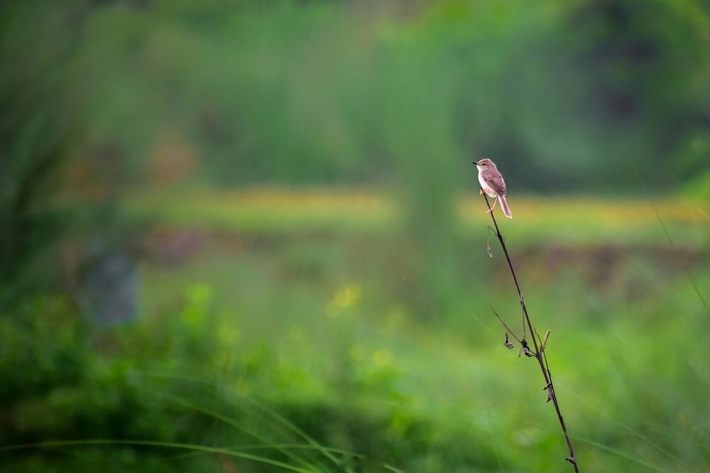 Photograph by Souradip Dey