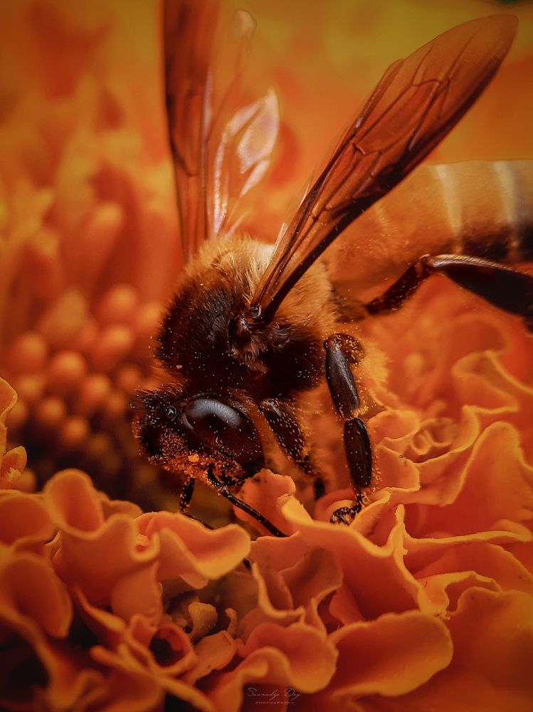 Buzzing Beauty: A Close Encounter with Nature's Pollinator
