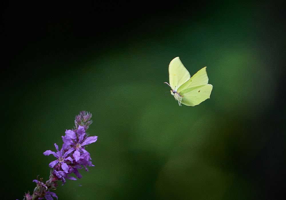 Photograph by Mati Puum