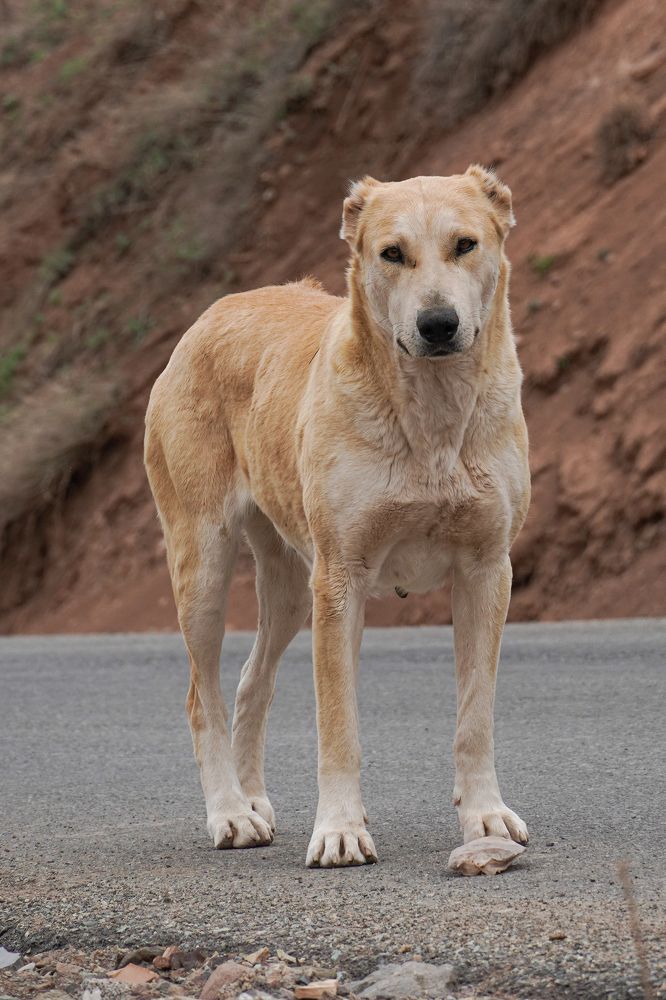 Photograph by Ольга Ларизадех