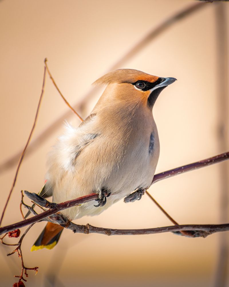Photograph by Сергей Егоров