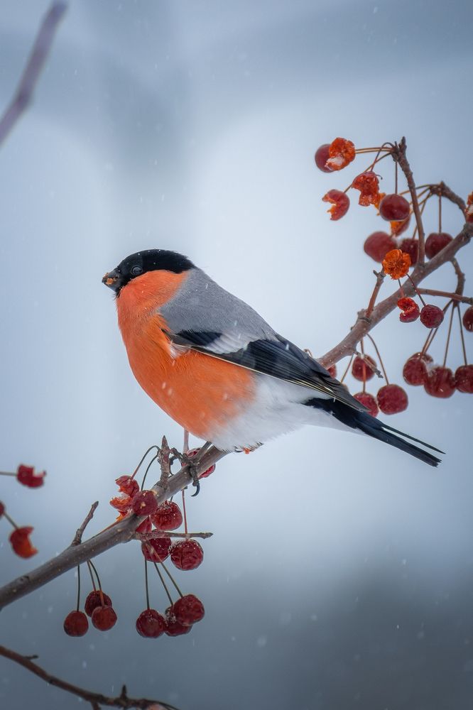Photograph by Сергей Егоров