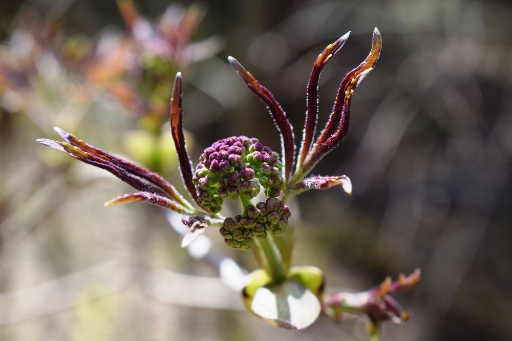 Пробуждение природы.