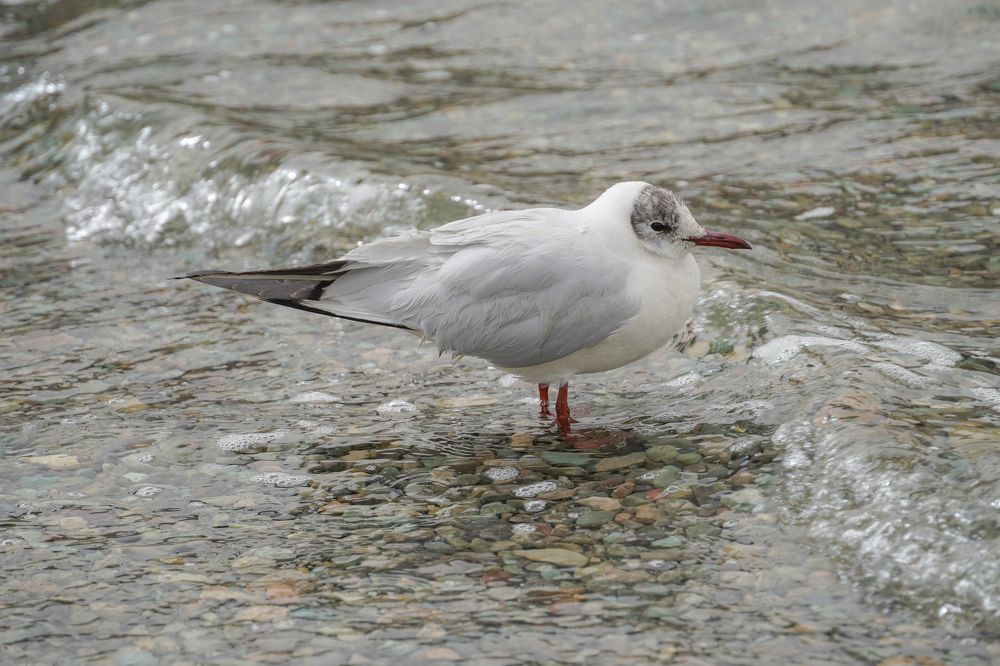 Photograph by Ольга Ларизадех