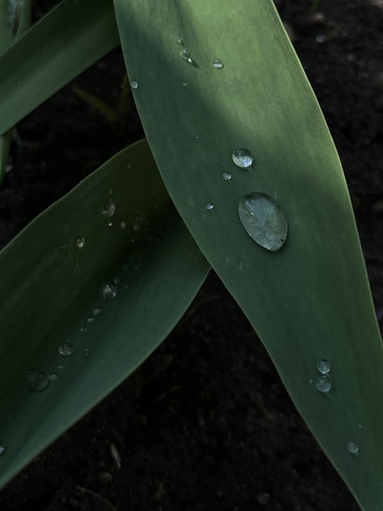 После дождя