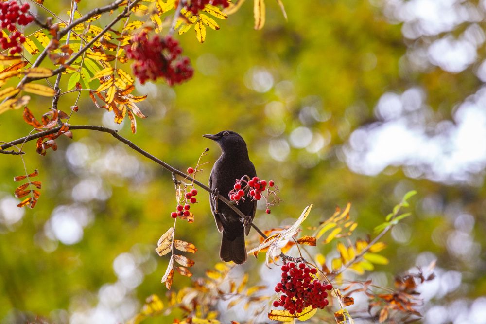 Фотография автора Анатолий Гарин