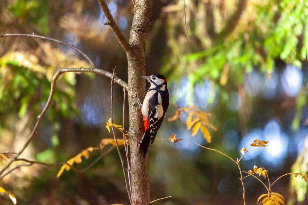Фотография автора Анатолий Гарин