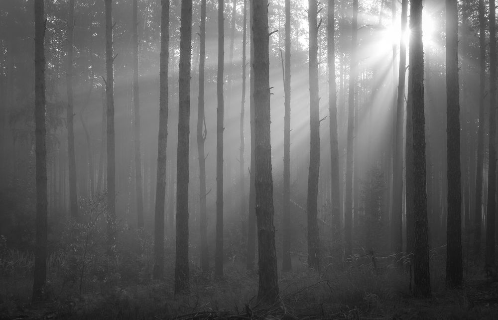 Солнце в лесу