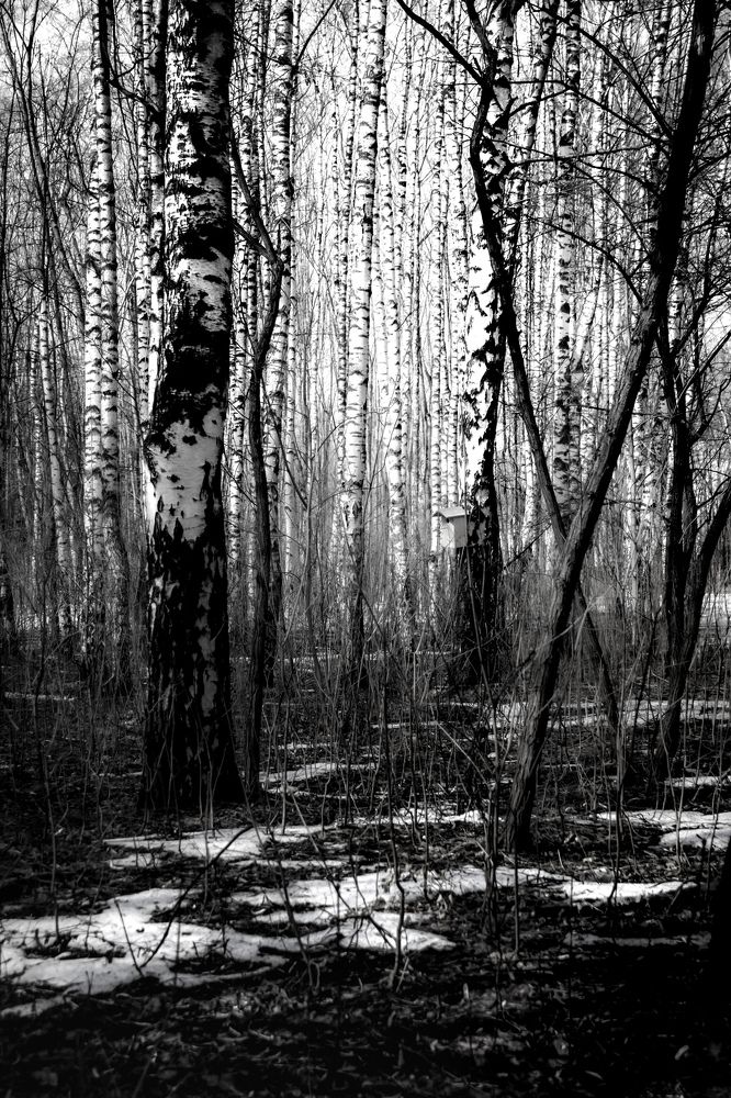 Фотография автора Татьяна Хуссейн