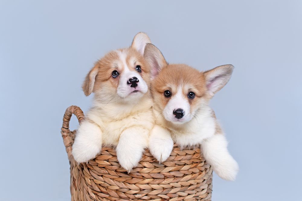 Photograph by Ольга Диденко