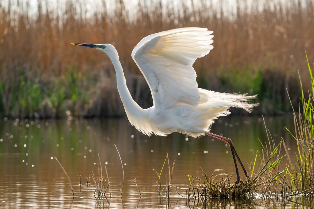 Photograph by Tomanovic Slavisa