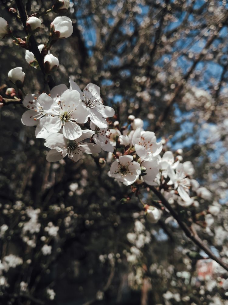 Photograph by Вероника