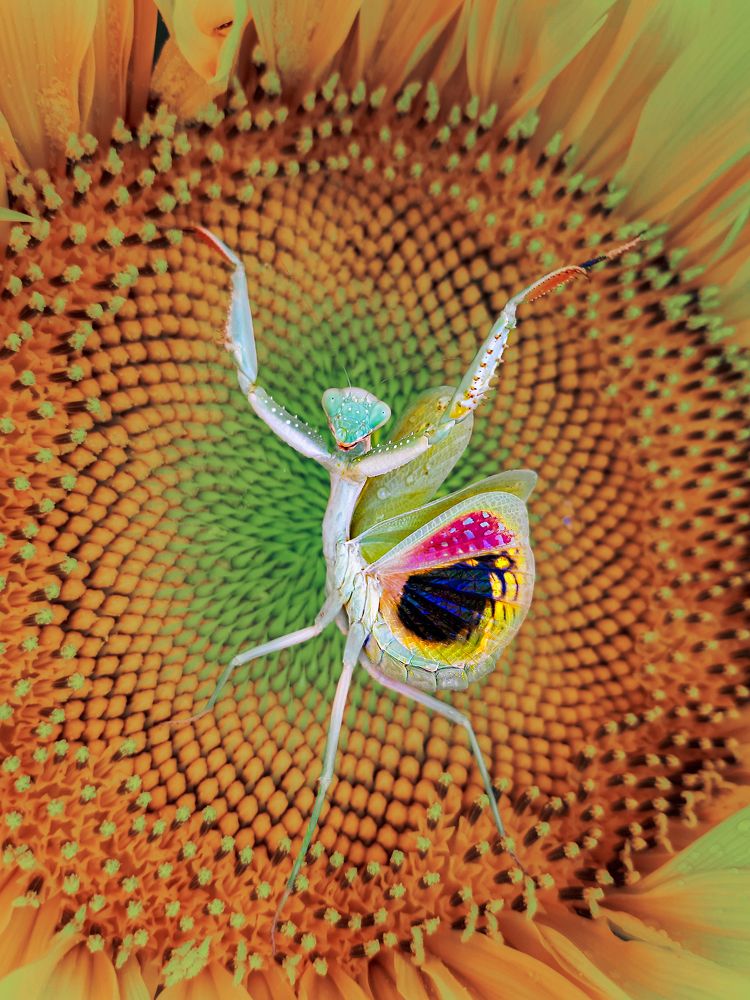 Photograph by Janati Zohreh