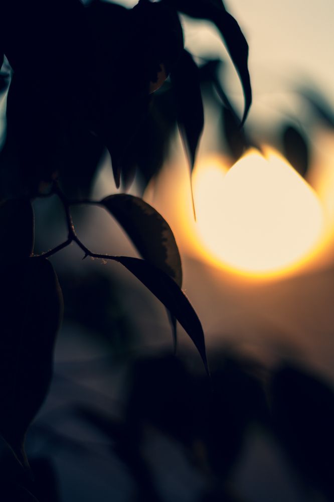 Фикус на закате