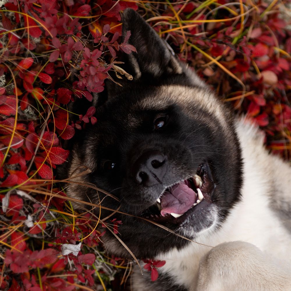 Photograph by Екатерина Швец