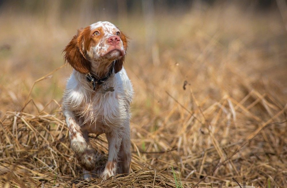 Рождение охотника