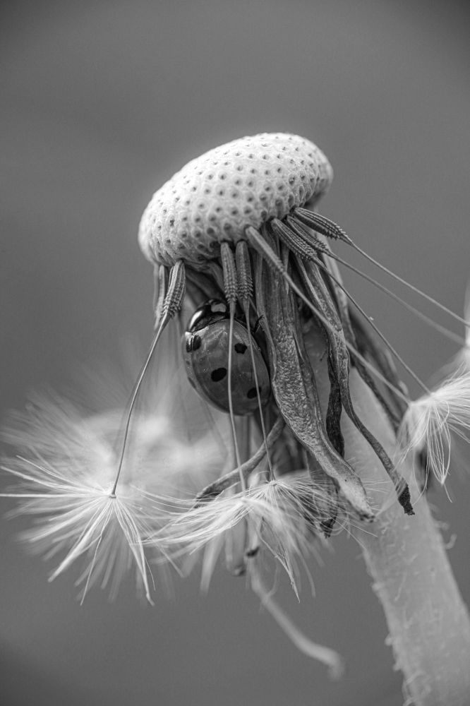 Photograph by Ольга Ларизадех