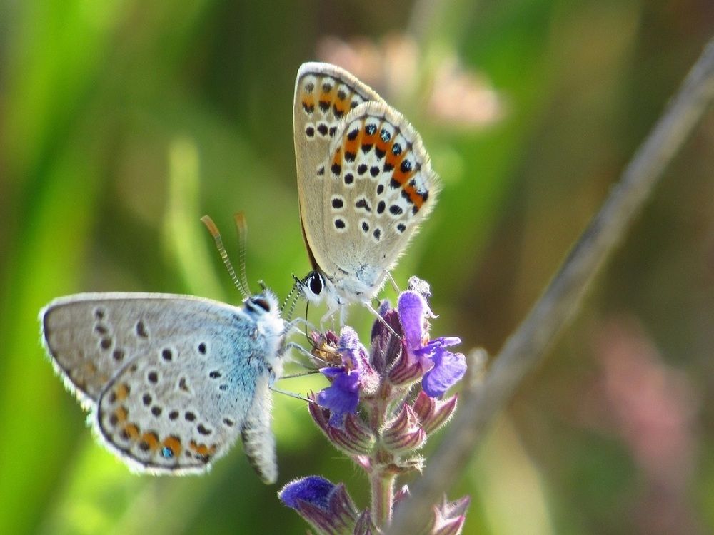 Photograph by Денис Веску