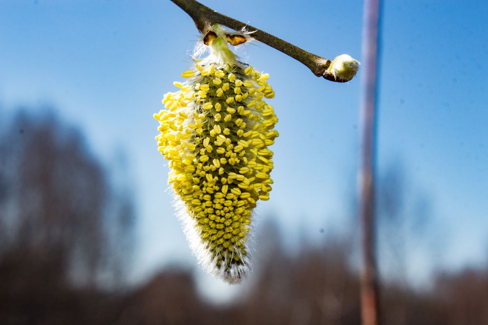 Photograph by Михаил Колосов