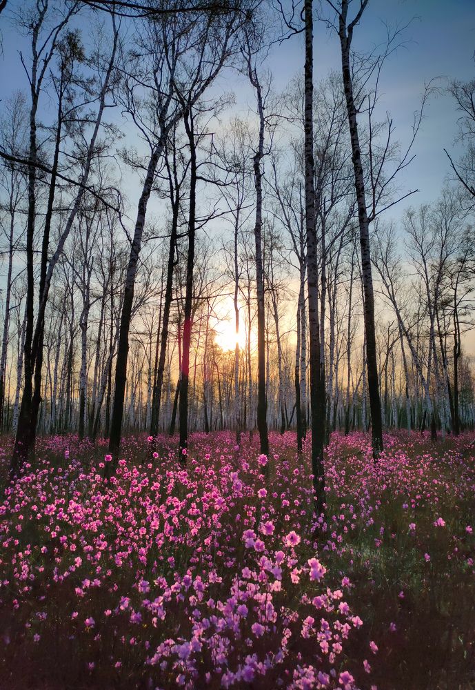 Амурская весна.