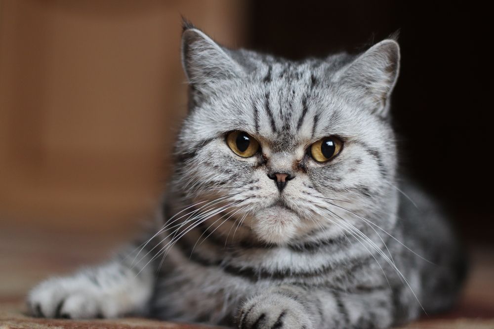 Photograph by Дмитрий Костяков