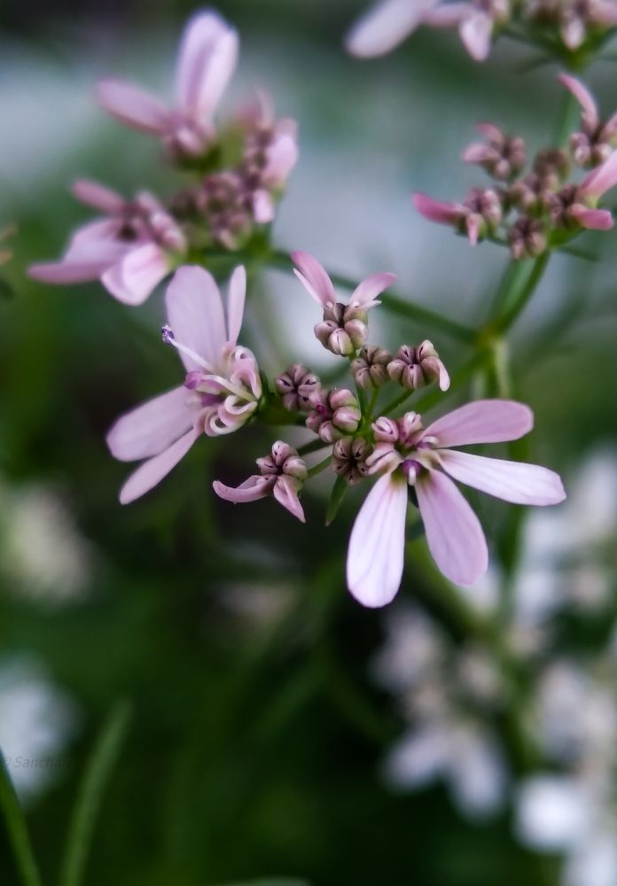 Photograph by Sanchari Nag