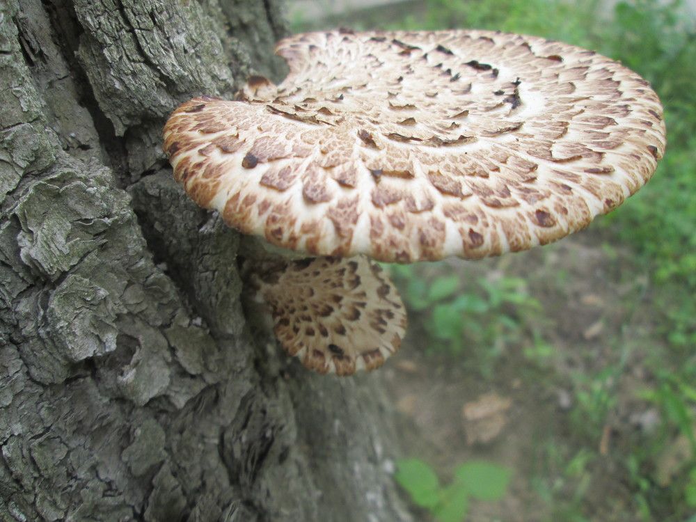 Photo #7561733