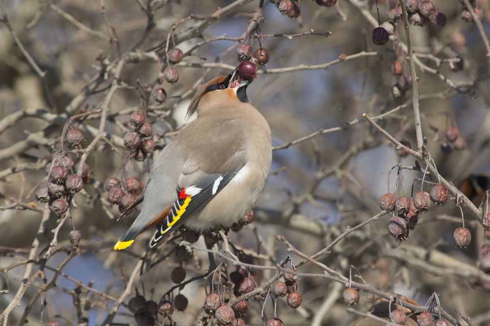 Свиристель на кормежке
