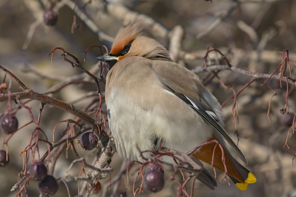Свиристель
